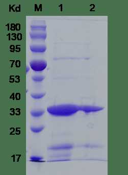 Lane M: Protein Marker<br />Lane 1: TTR, F87M/L110M, Reducing (5.0 μg)<br />Lane 2: TTR, F87M/L110M, Non-reducing (2.5 μg)